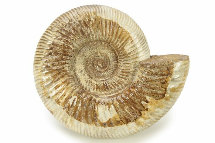 Polished Jurassic Ammonite (Perisphinctes) - Madagascar #270955